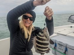 Sheepshead fish caught while fishing in St. Petersburg