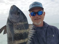 Sheepshead fish caught while fishing in St. Petersburg