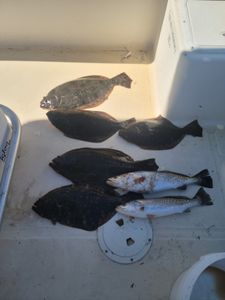 7 Southern Flounder and Spotted Weakfish caught on NC fishing cruises