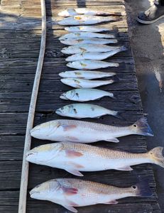 8 redfish, bluefish, and spotted weakfish caught while cruising and fishing in NC