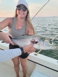 Bluefish caught while cruising and fishing in NC