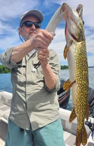 Northern pike caught fishing in Spring Park MN