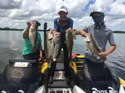 Four largemouth bass caught in TN