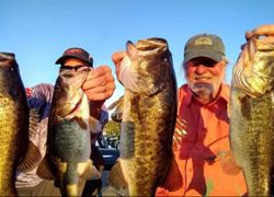 Four largemouth bass caught while fishing in Cleveland