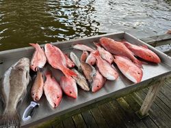 6 fish caught in MS during fishing trip