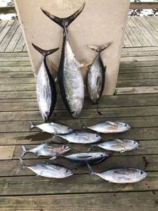 8 blackfin tuna and atlantic bonito fishing in biloxi