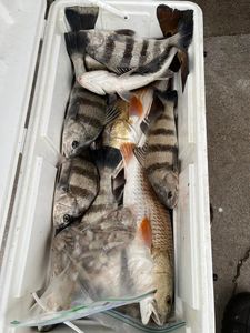 Three black drum fish caught in TX