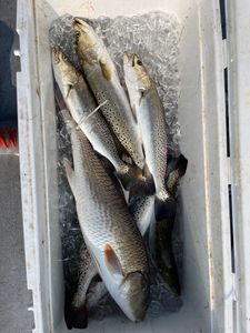 Two spotted weakfish caught in TX