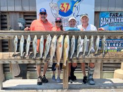 A group of 15 spotted weakfish and redfish caught in TX while fishing.