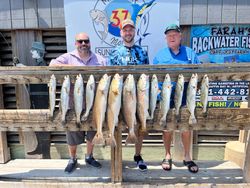 School of spotted weakfish and redfish, fishing in TX