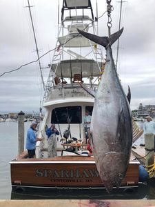 Blackfin tuna caught during fishing trip in Panama City Beach