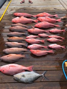 6 longfin yellowtail and grey snapper fish caught in FL
