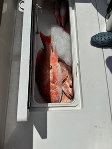 Fishing in FL