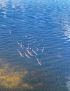 Fishing trip in FL