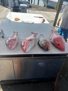 Four fish caught in Panama City Beach, Florida