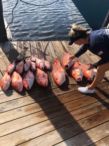 Three fish caught while fishing in Panama City Beach