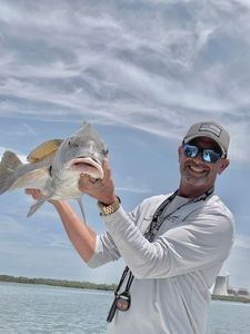 Monster Black Drum landed!