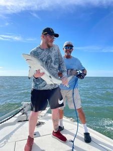 Atlantic Sharpnose Shark, 18 inches, fishing in FL
