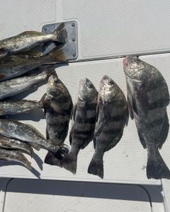 6 black drum fish caught in Hernando