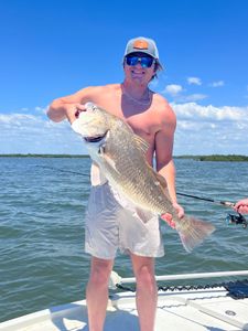 Crystal river black drum! 