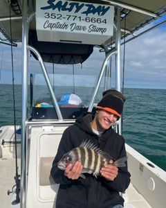 Nice sheepshead 