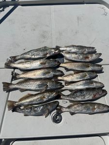 Offshore Fishing Charters Crystal River Fl