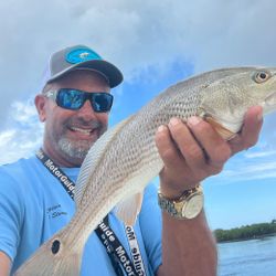 Redfish are still on fire here in Crystal river 