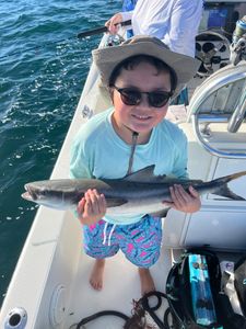 Crystal River Cobia Fishing