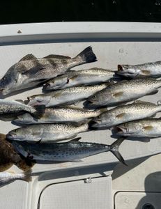 Nine fish including Black Drum, Spanish Mackerel, and Spotted Weakfish caught in Hernando