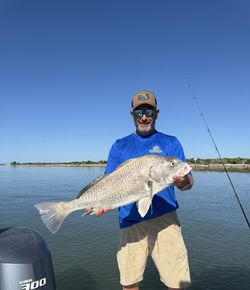 A fisherman catches a black drum fish in FL