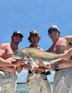 An angler holding a large black drum fish in Hernando