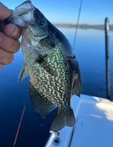 A crappie fish caught while fishing in FL