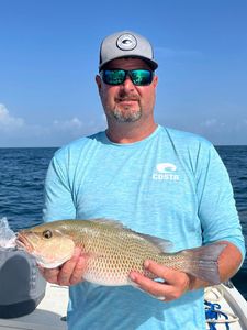 Photograph of a grey snapper fish caught in FL