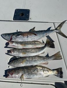 Four spotted weakfish caught in Hernando