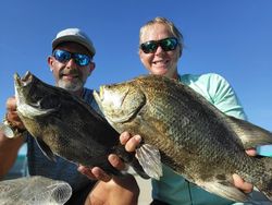 A Tripletail fish caught in Hernando