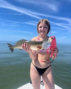 Spotted Weakfish, 21 inches long, caught in Hernando