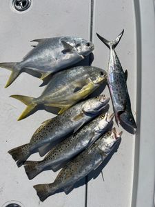 Five permit, spotted weakfish, spanish mackerel, florida pompano, and spotted weakfish caught in Hernando, fishing