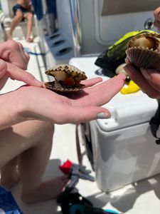 Scalloping in  Crystal River