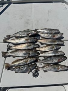 Nine spotted weakfish caught in FL