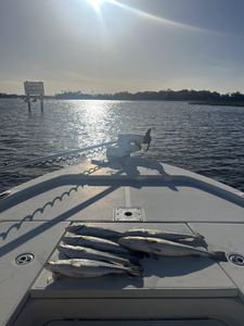 Reeled in some spotted weakfish at the secret fishing spot!