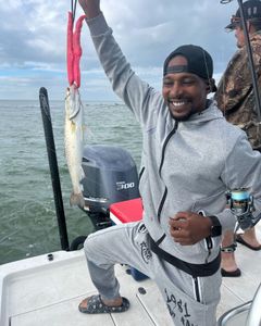 Spotted Weakfish caught in Hernando