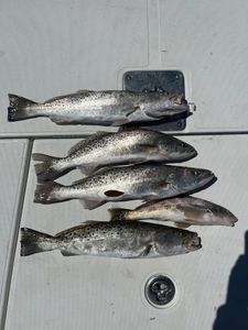 5 spotted weakfish caught in Hernando