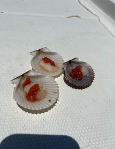 2 fish caught in Hernando
