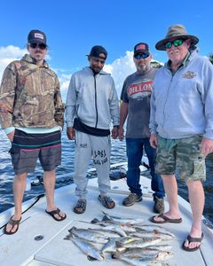 3 spotted weakfish, 15-inch fish, fishing in Hernando