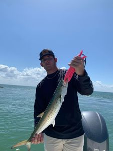 A Spanish Mackerel, a 24-inch big fish, caught while fishing in FL