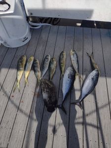 8 blackfin tuna fish caught in TX