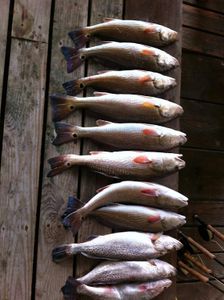 Redfish Fishing In Texas