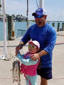 Hardhead Sea Catfish caught while fishing in TX
