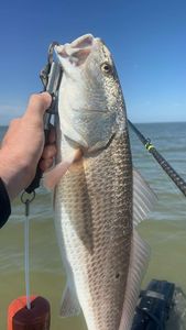Redfish season in Texas once again!