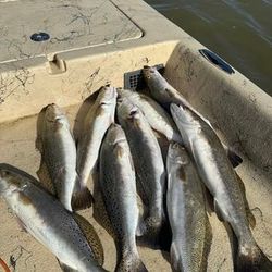 Experienced Fishing Matagorda Bay 